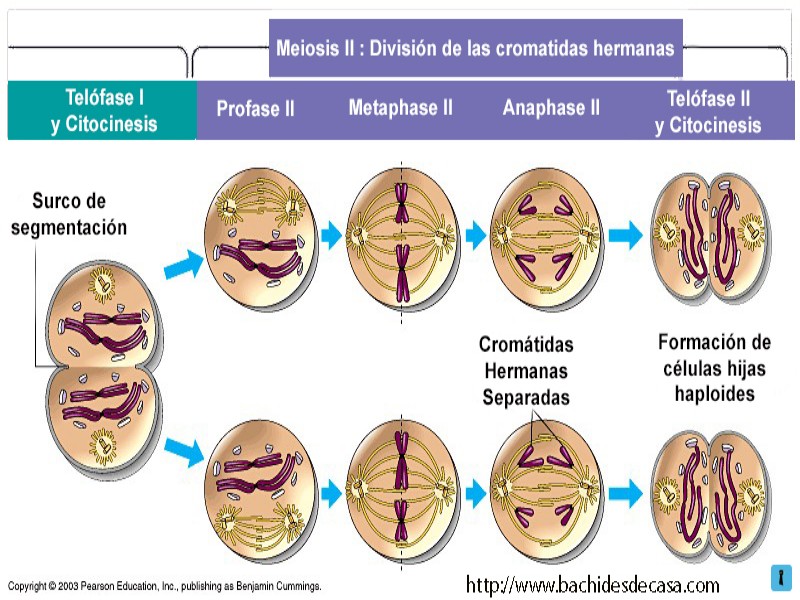 pequeña descripción de la meiosis puzzle