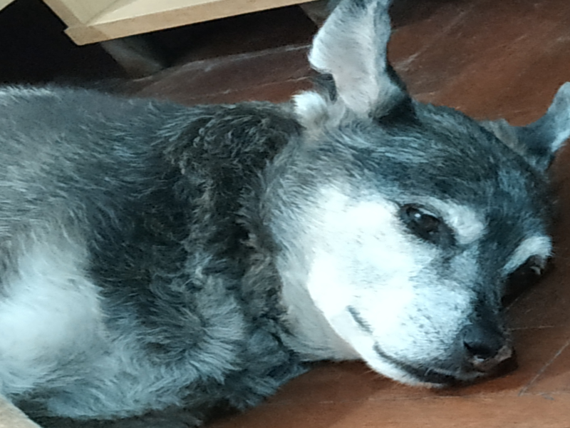 Toby en el piso de casa puzzle
