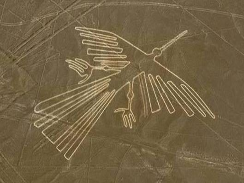 Es un animal carronyer que accelera la composició dels animals morts per disminuir enfermetats puzzle