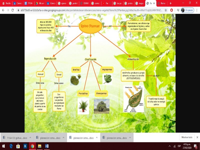 El reino de plantas  puzzle