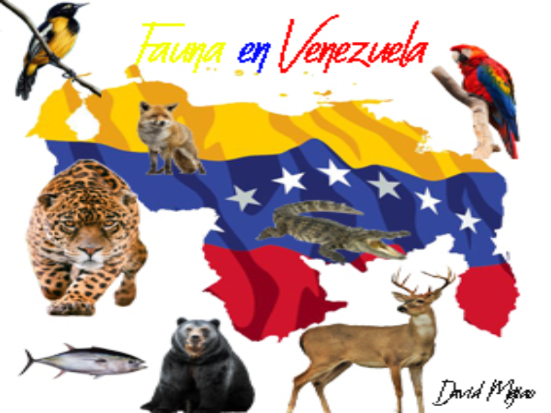 Rompecabezas sobre la fauna venezolana  puzzle