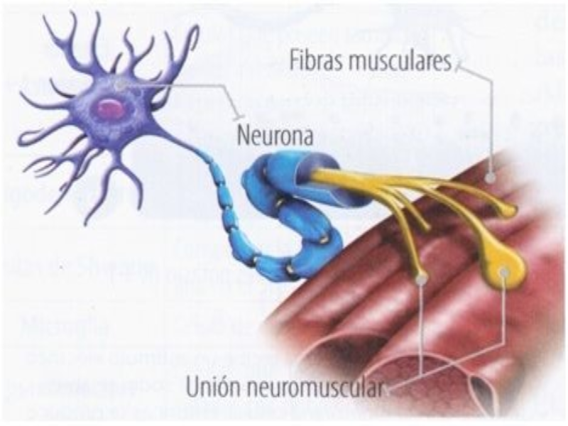 UNION NEUROMUSCULAR puzzle