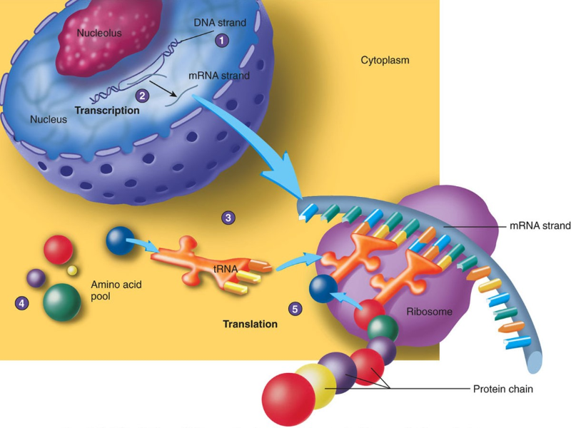 SINTESIS DE PROTEINAS MUSCULARES puzzle