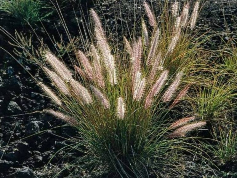 Plantas de la pradera puzzle