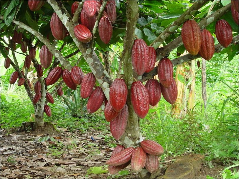 Cacao puzzle