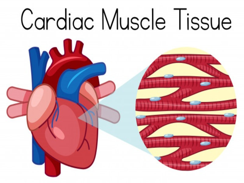 el tejido muscular puzzle