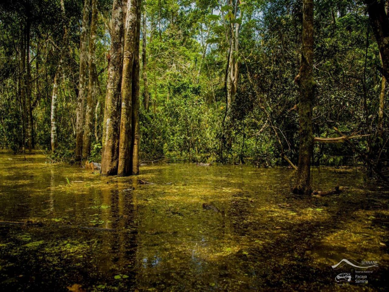 Día Internacional de los Bosques Tropicales puzzle