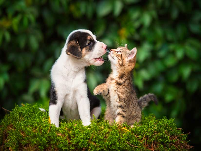 DOG AND CAT puzzle