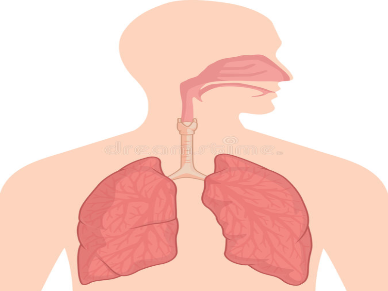 The respiratory system puzzle. puzzle