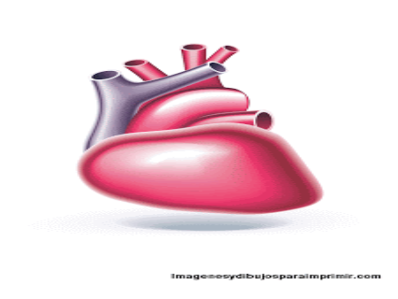 Órganos Internos del Cuerpo Humano  Corazón puzzle