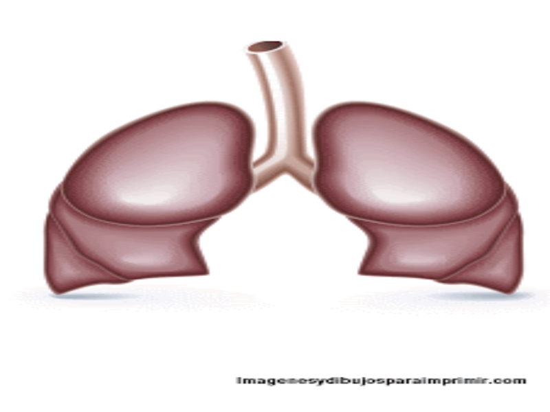 Órganos Internos del Cuerpo Humano  Pulmones puzzle