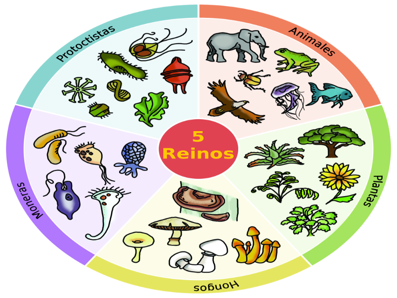REINOS DE LOS SERES VIVOS puzzle