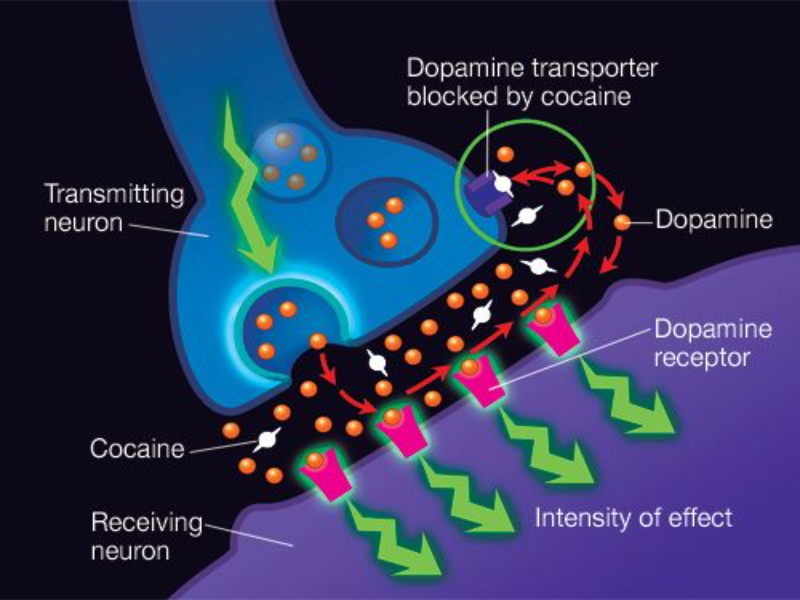 NEUROTRANSMISORES puzzle