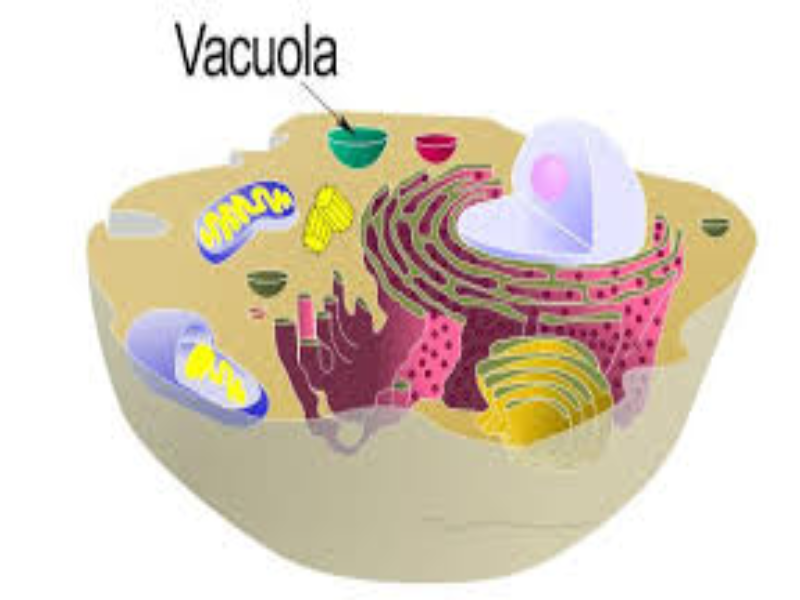Rompe cabezas de la vacuola  puzzle
