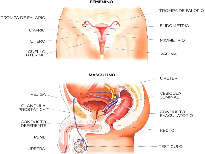 FAMELE - MALE puzzle