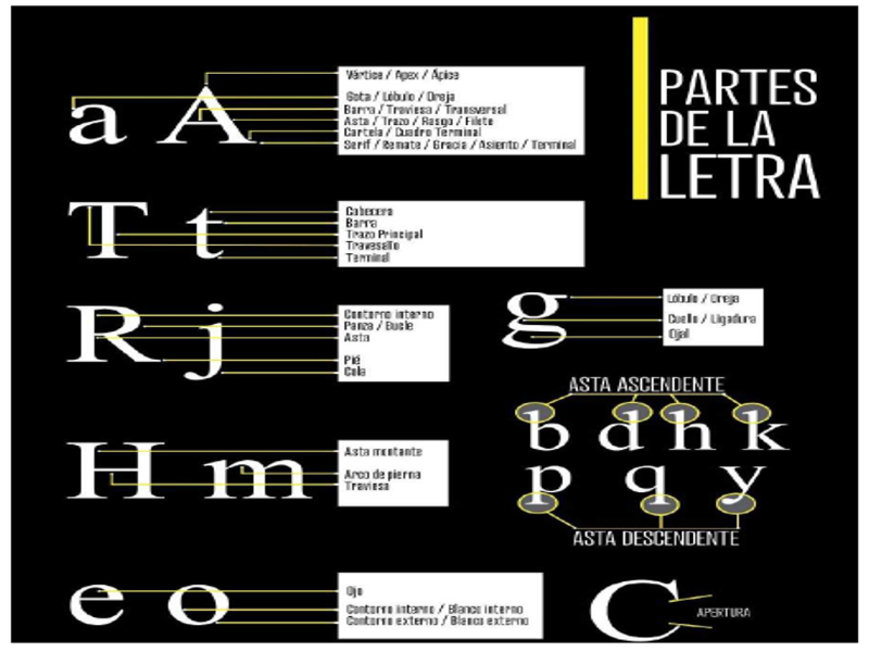 PARTES DE LA LETRA puzzle