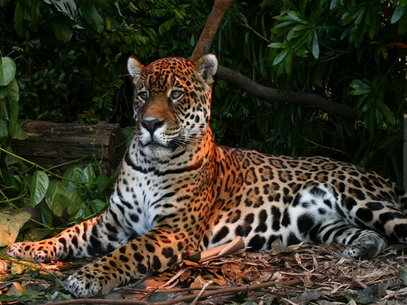 ANIMAL NATIVO DE ARGENTINA puzzle