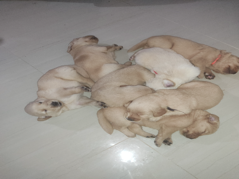 Mis cachorros puzzle