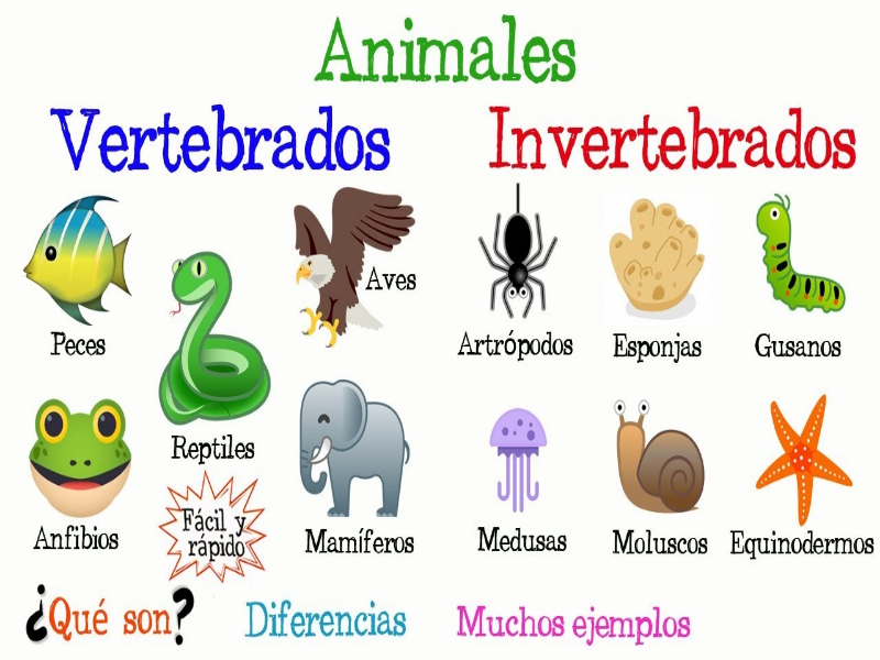 Animales vertebrados e invertebrados puzzle