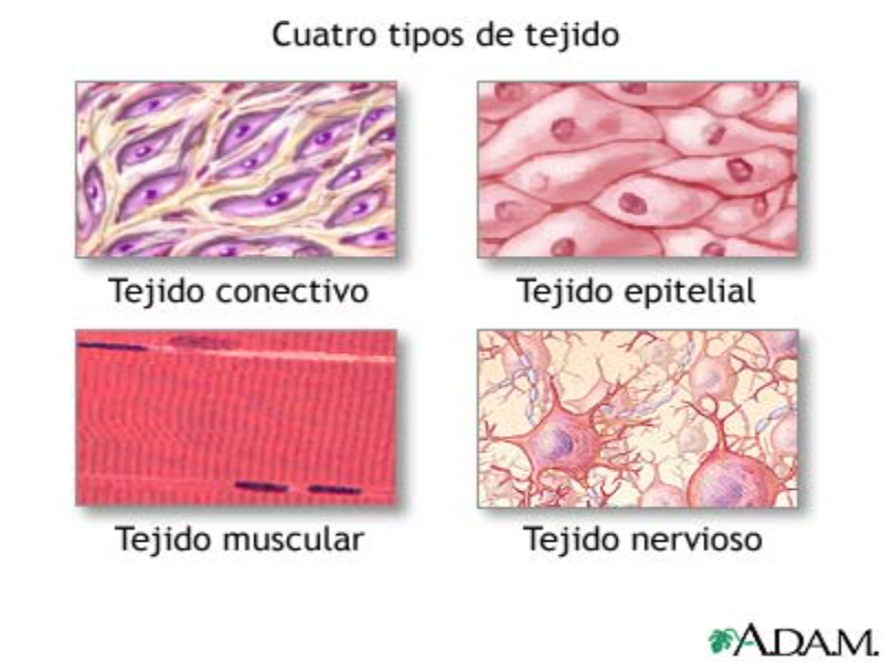Un rompecabezas que te enseña sobre los tejidos puzzle