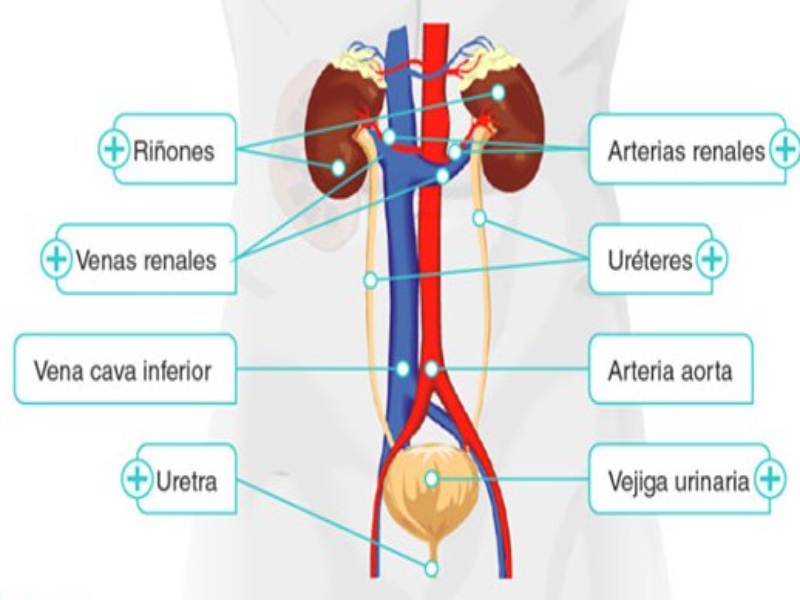 El sistema urinario en humanos puzzle