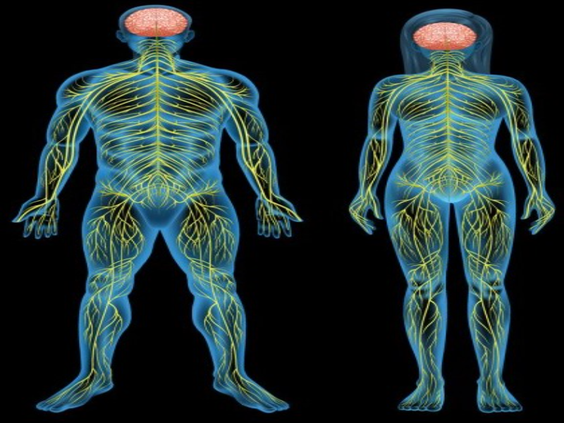Juega a resolver el rompecabeza y descubre que sistema del cuerpo humano se encuentra oculto puzzle