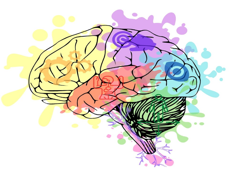 Tarea DHP: partes del cerebro puzzle