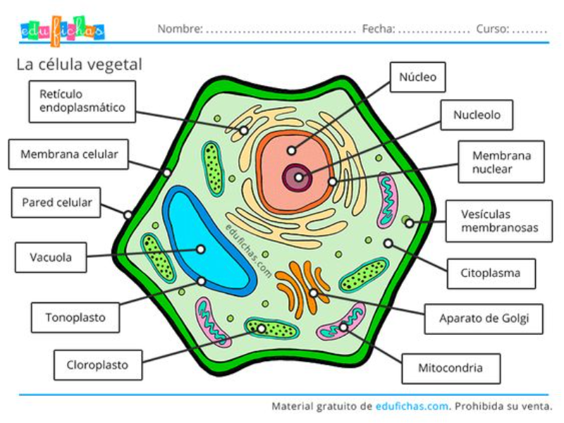 PARTES DE LA CELULA VEGETAL puzzle