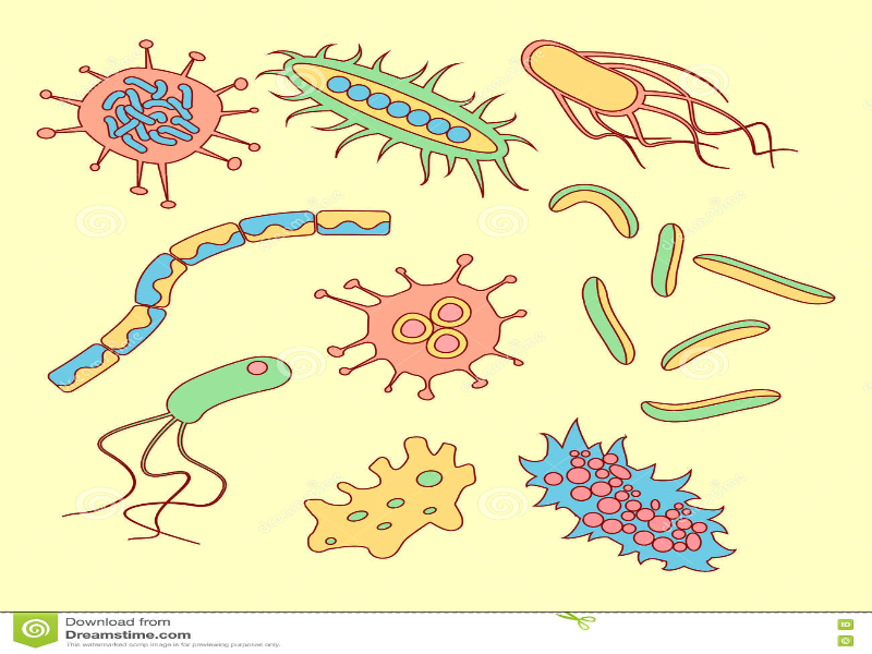 LAS BACTERIAS puzzle