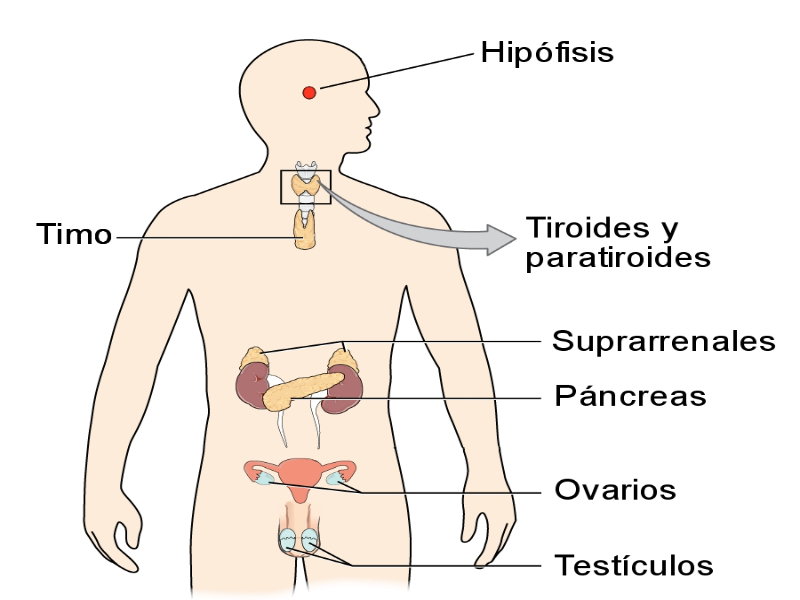 El sistema endocrino está formado por glándulas que fabrican hormonas.  puzzle