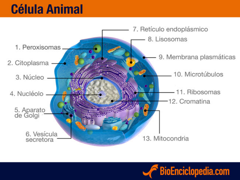 PARTES DE LA CÉLULA ANIMAL puzzle