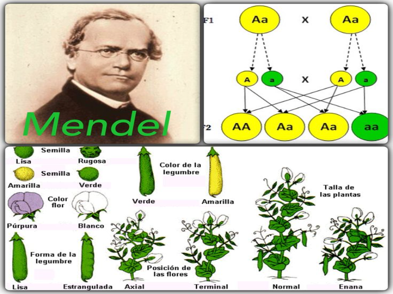 GENETICA MENDELIANA puzzle