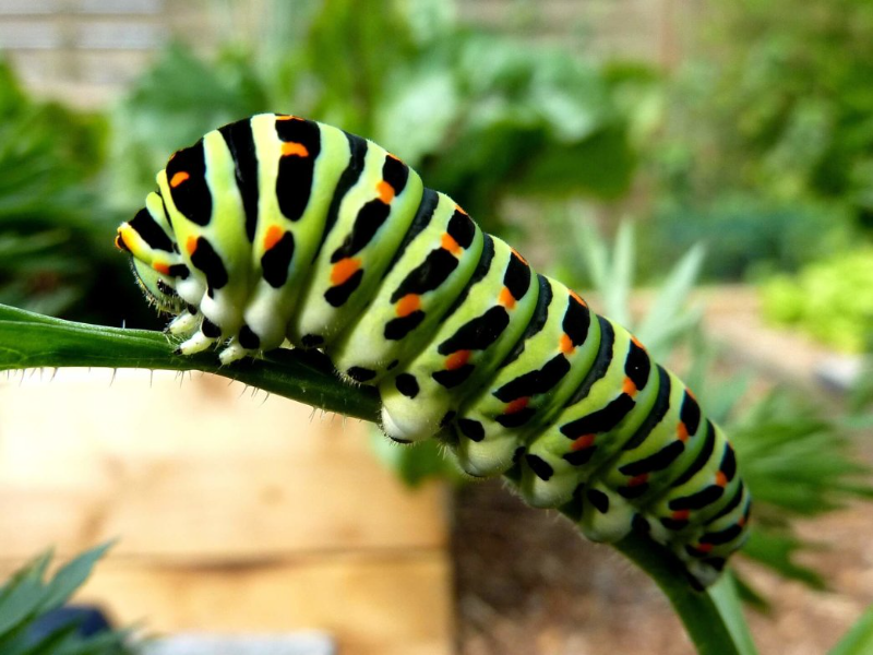 Caterpillar puzzle