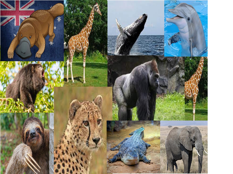 RENE/rompecabezas puzzle