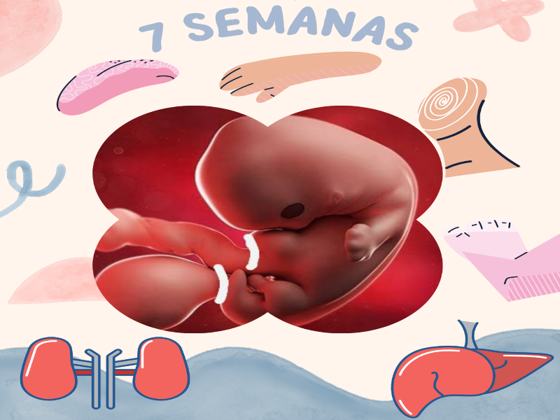 Desarrollo prenatal 7 semanas puzzle