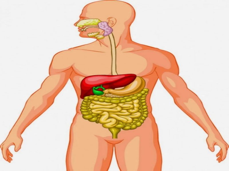 Ciencias Naturales - El cuerpo Humano  puzzle