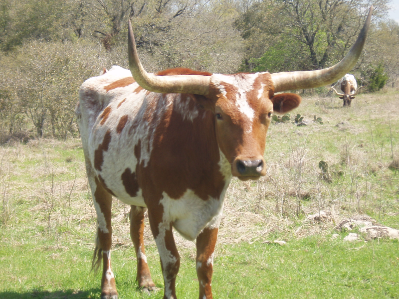 Vaca-Granja puzzle
