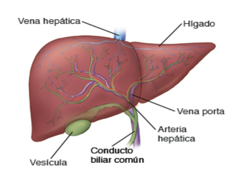 Organos del cuerpo humano: El Hígado puzzle