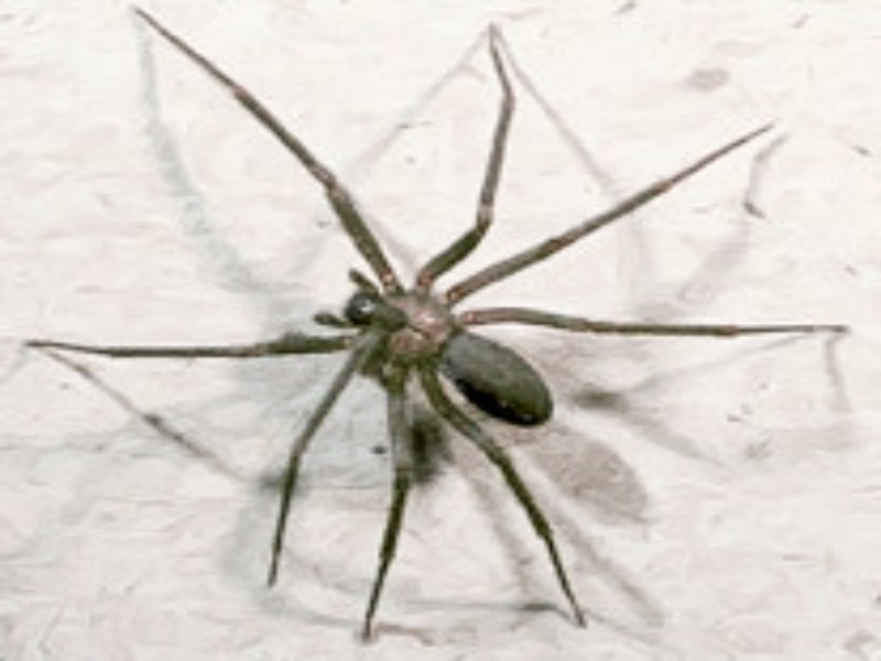 arma la araña  puzzle
