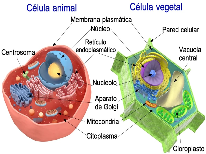 Células animales y vegetales puzzle