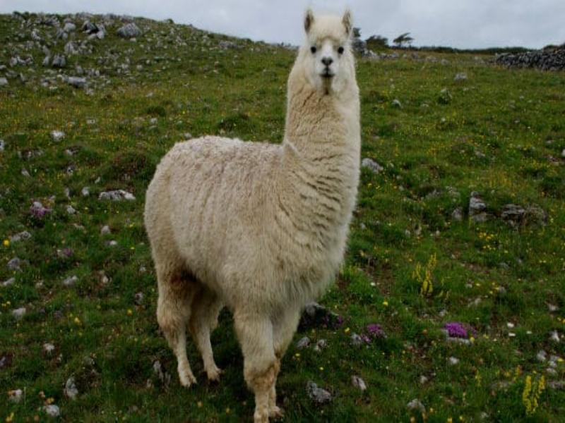 LA LLAMA puzzle