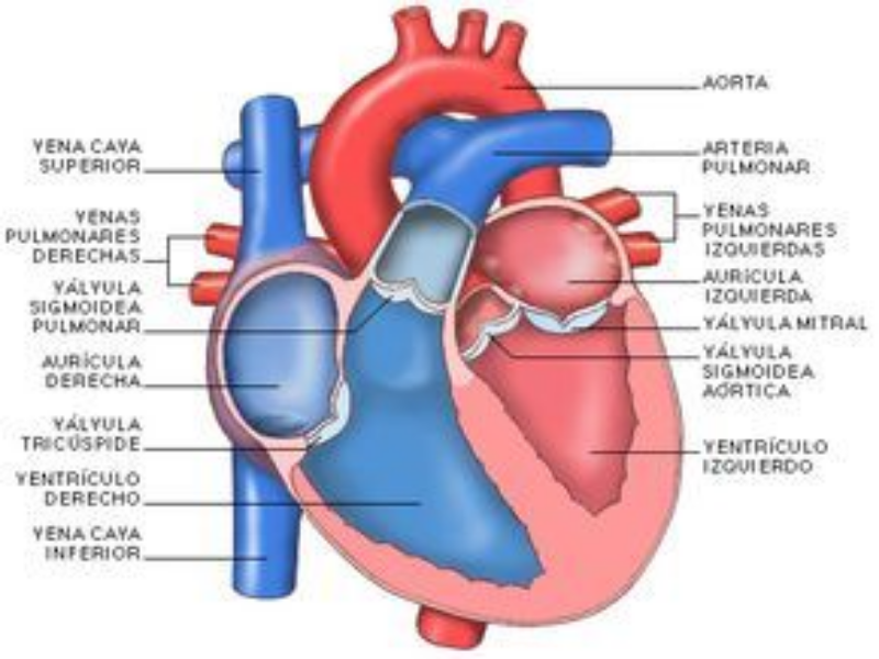 Rompecabezas del Corazón Humanos Con sus partes puzzle