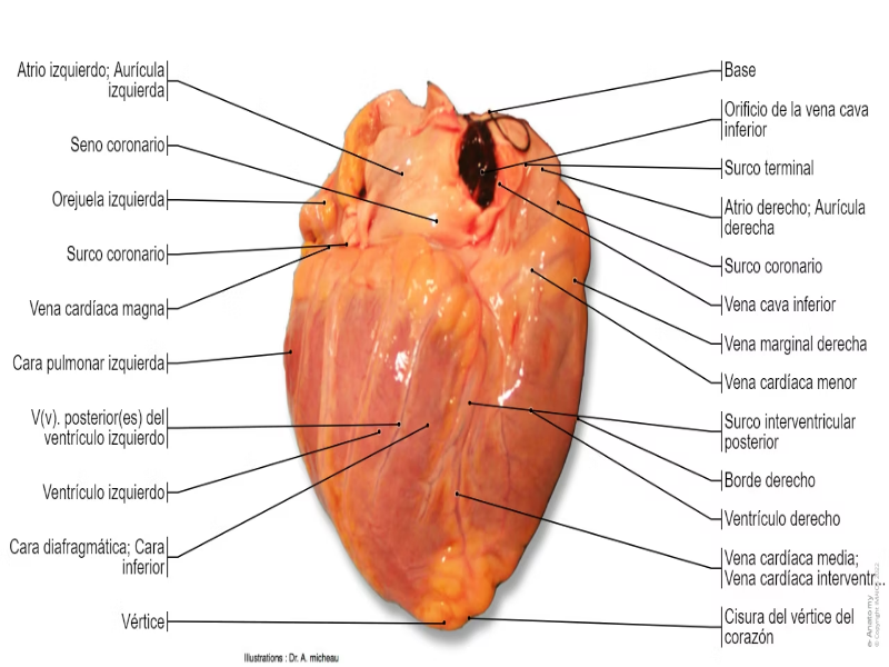 Rompecabezas Corazón exterior con sus partes puzzle
