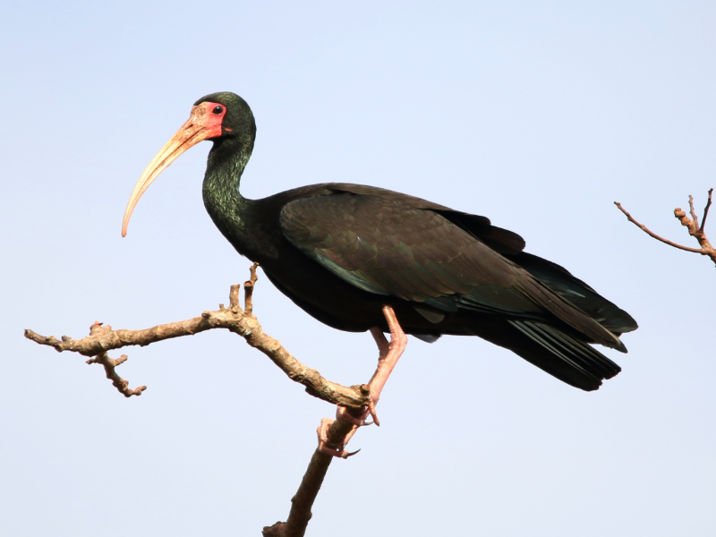 Ibis de cara roja  puzzle