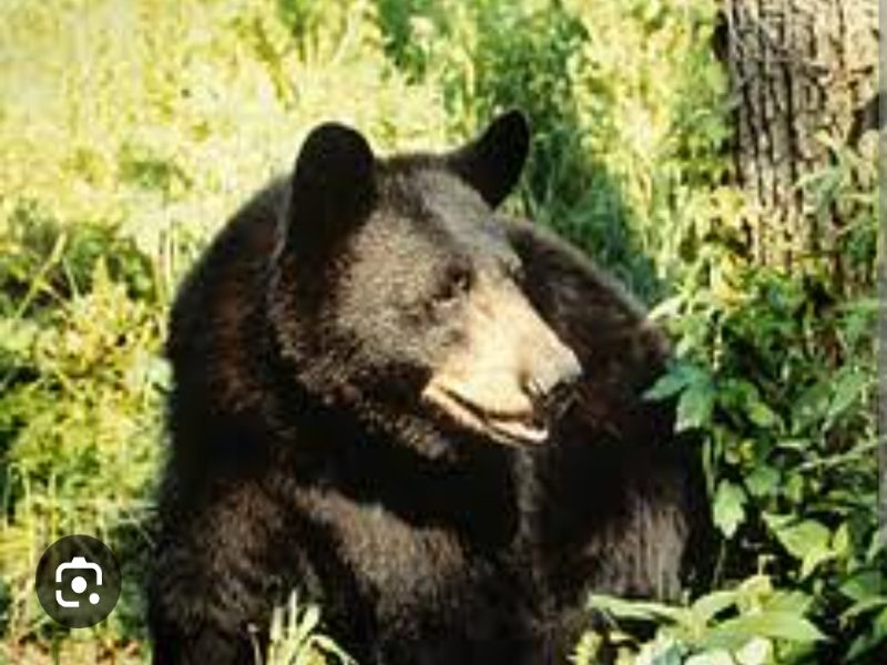 Oso negro  puzzle