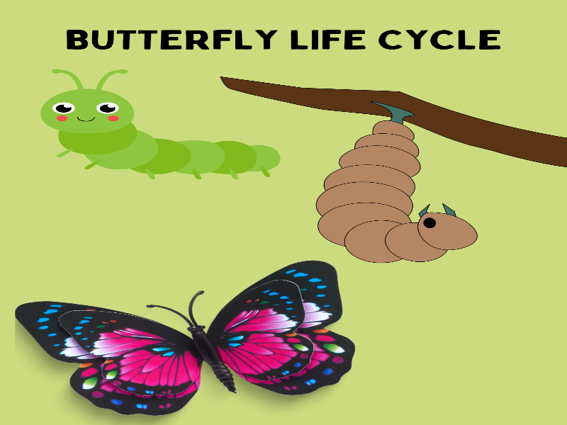 Metamorfosis de una mariposa puzzle